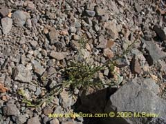 Image of Unidentified Plant #2322 ()