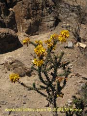 Image of Balsamocarpon brevifolium (Algarobilla)