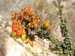 Bild von Balsamocarpon brevifolium (Algarobilla)