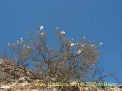 Bild von Cordia decandra (Carboncillo/Carbn)