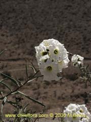 Bild von Cordia decandra (Carboncillo/Carbn)