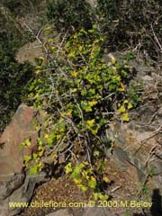 Bild von Carica chilensis (Papayo silvestre/Palo gordo)