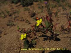 Image of Unidentified Plant #2397 ()