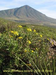 Bild von Flourensia thurifera (Maravilla del campo/Incienso)