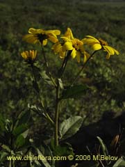 Bild von Flourensia thurifera (Maravilla del campo/Incienso)