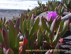 Bild von Carpobrotus aequilaterus (Doca/Frutilla del mar)