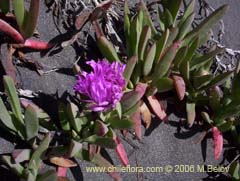 Bild von Carpobrotus aequilaterus (Doca/Frutilla del mar)