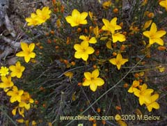 Bild von Linum chamissonis (Ñancolahuén/Retamilla)