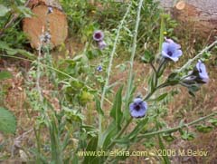 Bild von Cynoglossum creticum (Trupa/Garrapatilla)