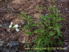 Image of Ageratina glechonophylla (Barba de viejo)