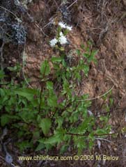 Image of Ageratina glechonophylla (Barba de viejo)