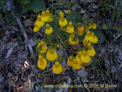 Imagen de Calceolaria spp (Capachito)