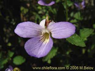 Viola portalesia의사진
