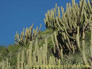 Photograph of Echinopsis chiloensis