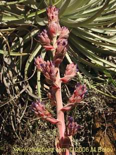 Фотография Puya coerulea ssp. Santiago