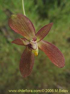 Photograph of Gilliesia montana