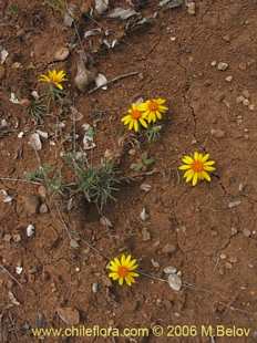 Bild von Chaetanthera chilensis