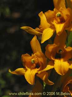 Chloraea alpina의사진