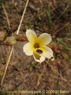 Sisyrinchium cuspidatum의사진