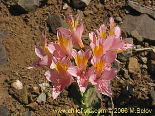 Alstroemeria ligtu ssp. incarnata의사진