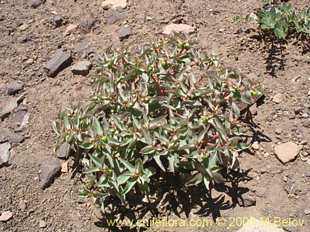 Photograph of Euphorbia #1028