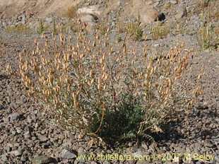 Astragalus sp. #1300의사진