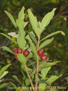 Ovidia pillo-pillo의사진