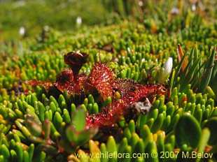Drosera uniflora의사진