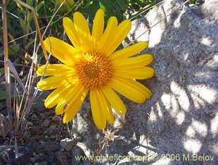 Photograph of Viguiera revoluta