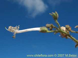 Especie aleatoria