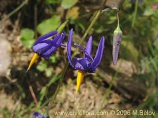 Photograph of Conanthera bifolia