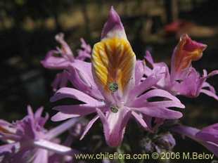 Photograph of Schizanthus hookerii