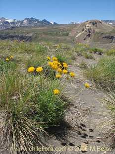 Especie aleatoria