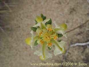 Especie aleatoria