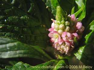 Photograph of Phytolacca bogotensis
