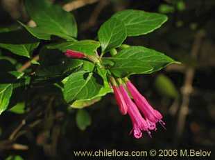 Satureja multiflora의사진