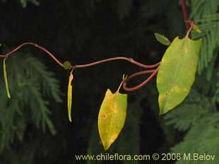 Bild von Muehlenbeckia hastulata