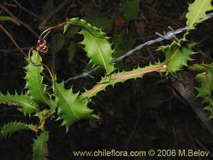 Photograph of Mutisia brachyantha