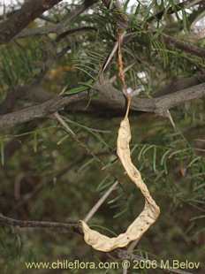 Photograph of Prosopis chilensis