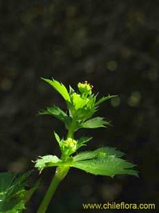 Sanicula crassicaulisの写真