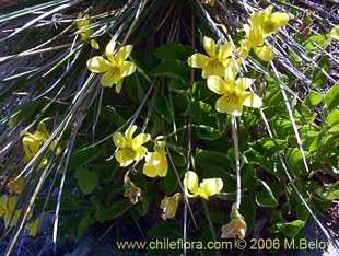 Bild von Viola reichei