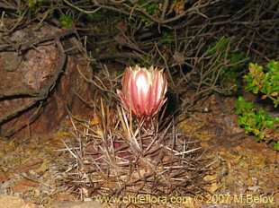 Фотография Eriosyce curvispina