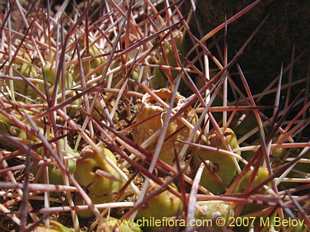Photograph of Maihueniopsis glomerata