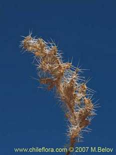 Bild von Caiophora sp. Salar Carcote