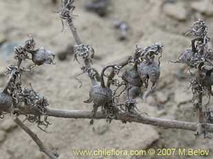 Photograph of Nolana sp. Paposo