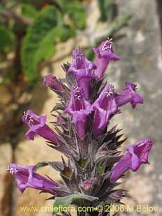 Фотография Sphacele salviae