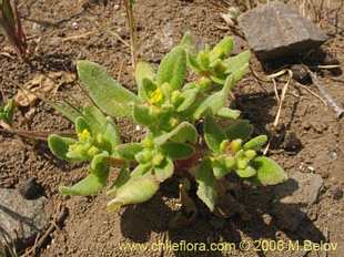 Tetragonia ovataの写真