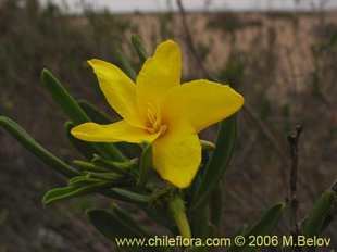 Фотография Skytanthus acutus