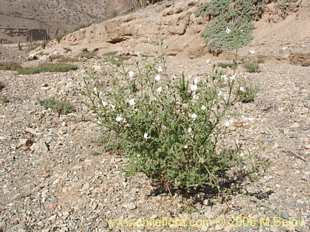 Photograph of Schizanthus lacteus