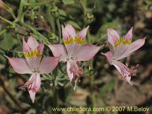 Фотография Alstroemeria angustifolia
